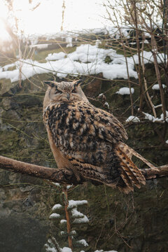 Eule im Winter