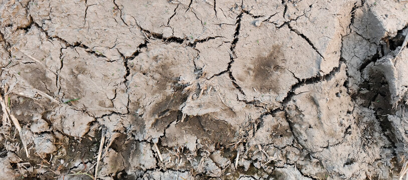dry cracked soil