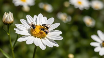 Obraz premium Honey bee collecting pollen from a white daisy.