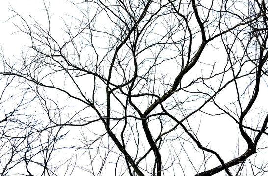 Leafless tree branch forming abstract natural pattern. Drought, winter forest, climate change, environmental concept and botanical background. Environmental change, barren forest, seasonal transition.