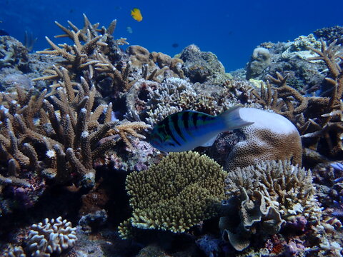 サンゴ礁の間を泳ぐ色鮮やかな魚、美しい海洋生態系、水中写真、ダイビング