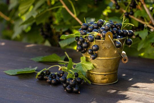 Blackcurrants in metal bucket on wooden table