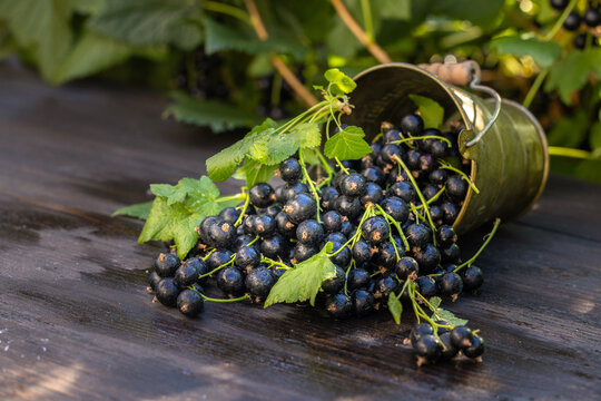 Fresh blackcurrants spilling from bucket after harvest