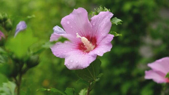 Pink hibiscus syriacus flower with water drops blooming in summer garden
