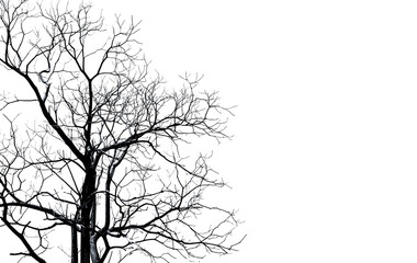 Fototapeta premium Minimal black and white silhouette of leafless tree branches against clean white background with copy space, elegant nature composition for abstract design, seasonal concepts and fine art decoration.