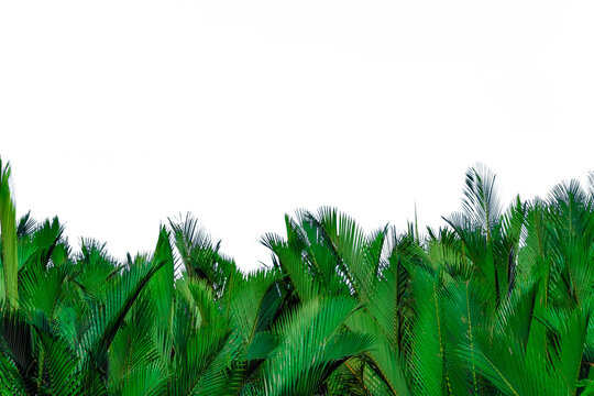 Nypa fruticans Wurmb (Nypa, Atap palm, Nipa palm, Mangrove palm). Green leaves of palm isolated on white background. Green leaf for decoration in organic products. Tropical plant. Green exotic leaf.