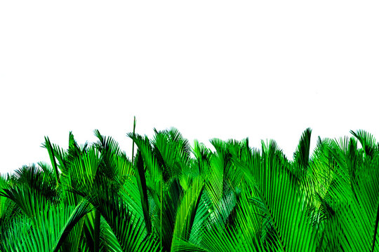 Green leaves of palm isolated on white background. Nypa fruticans Wurmb (Nypa, Atap palm, Nipa palm, Mangrove palm). Green leaf for decoration in organic products. Tropical plant. Green exotic leaf.