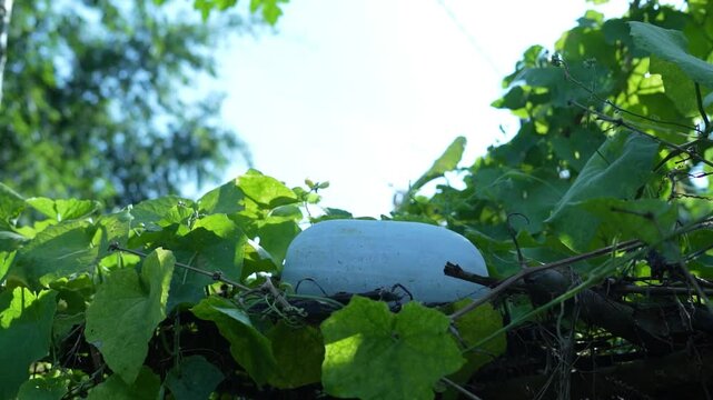 Single organic winter melon growing on a vine in a traditional farm setting.