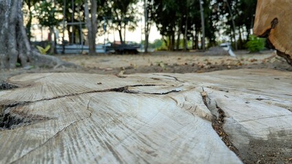 Closeup Of Cut Tree Stump With Visible Growth Rings Outdoors © Arid Rahman
