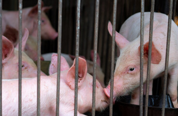 Young piglets feeding together inside a commercial swine farm pen. Modern livestock production, animal husbandry, veterinary care, biosecurity practices, sustainable agriculture and pork industry. © Fahroni