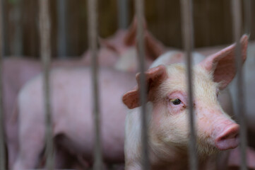 Young piglets inside commercial livestock farm enclosure. Modern pig farming, animal husbandry, pork production, veterinary management, biosecurity practices and sustainable agriculture. Pork industry © Fahroni