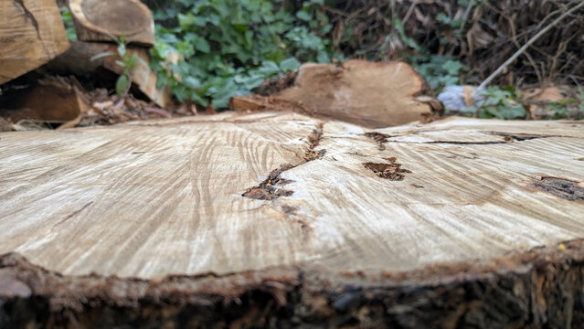 Freshly Cut Tree Stump With Wood Grain Texture