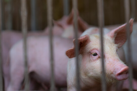 Young piglets inside commercial livestock farm enclosure. Modern pig farming, animal husbandry, pork production, veterinary management, biosecurity practices and sustainable agriculture. Pork industry