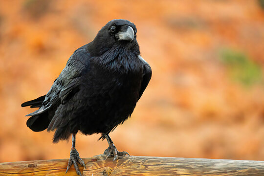 Crow stands on a wooden beam with a blurred orange background in a natural setting