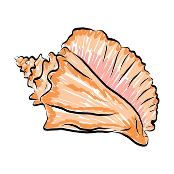 Large orange conch sea shell with prominent spiral spire and ribbed pink lip. Hand drawn sketch style isolated. For summer designs, beach patterns, greeting cards, posters, stickers, textile prints.