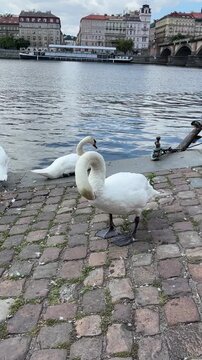 White swan standing by the riverbank on cobblestone pavement  