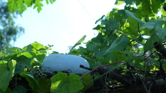 Single organic winter melon growing on a vine in a traditional farm setting.