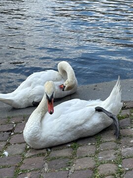 Two swans resting by the water on a cobblestone shore  