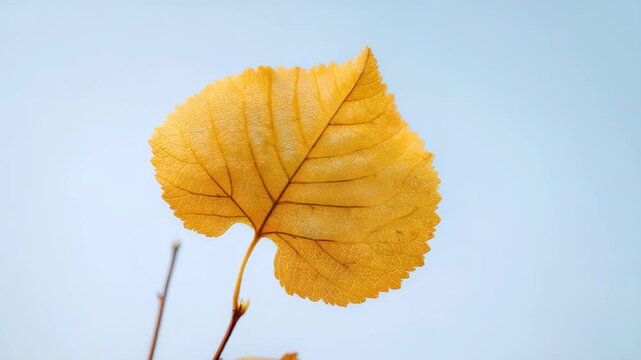 Single golden autumn leaf isolated against a clear blue sky, capturing the essence of seasonal change and natural beauty. Minimalist composition highlights delicate leaf texture