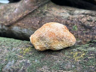 Lion's mane a medicinal forest mushroom © Fukume