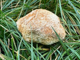 Lion mane medicinal mushroom on grass © Fukume
