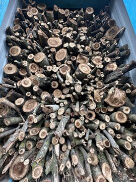 walnut logs sorted into the woodshed for the winter
