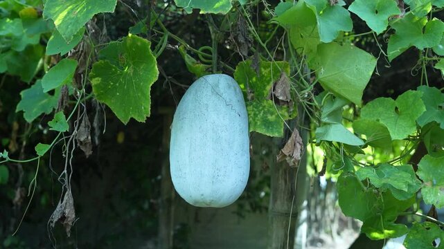 Single organic winter melon growing on a vine in a traditional farm setting.