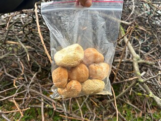 Lion's mane mushroom in a clear bag © Fukume
