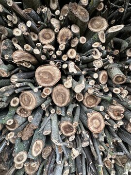 walnut logs sorted into the woodshed for the winter
