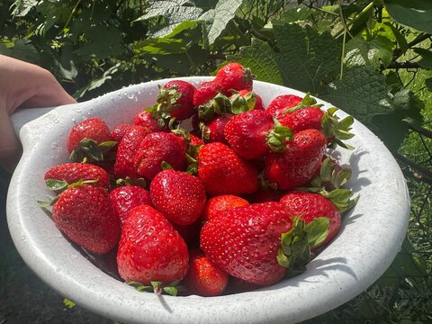 Large washed strawberries in a colander