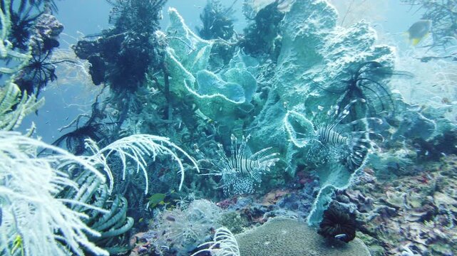 Lionfish and underwater scenery. Tropical reef marine. Leyte, Philippines.