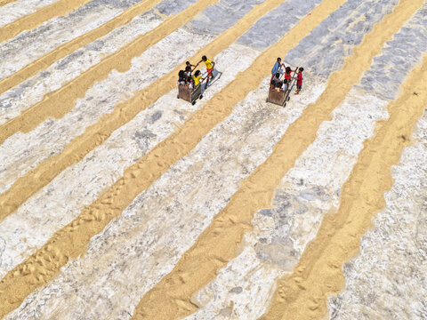 Aerial view of workers pushing carts through long rows of drying rice in the fields of Ashuganj Upazila, Chittagong Division, Bangladesh.