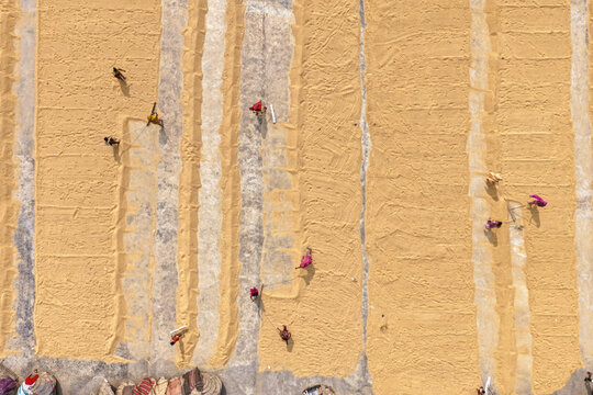Aerial view of workers spreading and drying harvested rice on a large concrete ground in rows in Ashuganj Upazila, Chittagong Division, Bangladesh.