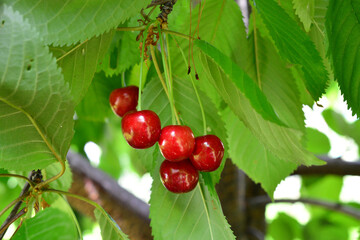 Fresh Red sweet Cherries Hanging on Tree Branch in Orchard © Irina