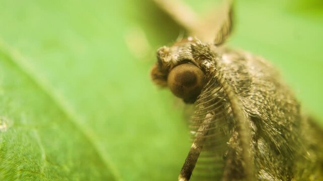 extreme close up of willow beauty moth (Peribatodes rhomboidaria)