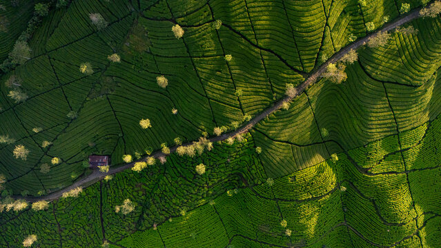 Aerial view of Bedakah Tea Plantation with lush green tea bushes in contoured rows, a winding dirt path, and scattered trees in Kecamatan Kertek, Jawa Tengah, Indonesia.