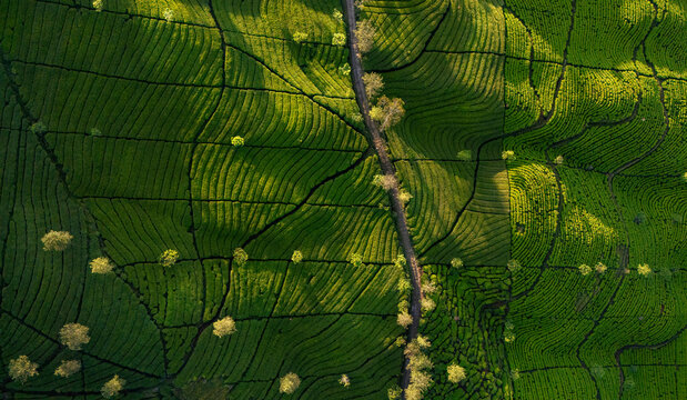 Aerial view of Bedakah Tea Plantation featuring lush green terraced tea bushes, a winding road, and scattered trees under soft morning light in Kecamatan Kertek, Jawa Tengah, Indonesia.