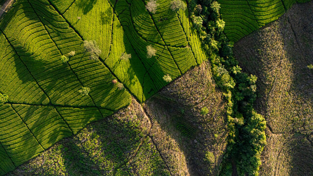 Aerial view of Bedakah Tea Plantation with lush green tea bushes, rolling hills, and scattered trees in Kecamatan Kertek, Jawa Tengah, Indonesia.