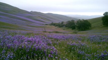 Fototapeta premium Purple wildflower hills overcast sky calm