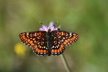 Naklejka premium A scarce fritillary (Euphydryas maturna) on a wildflower.