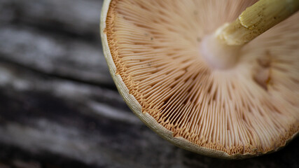 Forest mushroom cap lower part, macro photo of mushroom texture. © VOLODYMYR