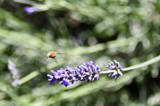 L'insetto colibr&igrave; vola sopra i colorati fiori di lavanda alla ricerca del nettare da raccogliere con la sua lunga proboscide.