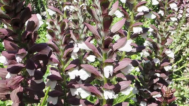 Acanthus mollis Bear's Breeches a spring summer flowering plant with a white summertime flower and a purple hood which open in July and August and is commonly knowns as Bears Breeches