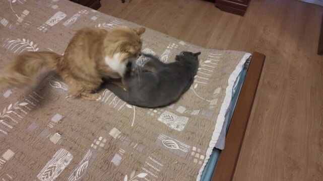 Two domestic cats playing and fighting on bed at home indoor