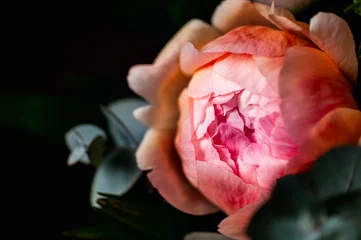 Macro shot of fresh bunch of peonies bouquet of different colors. Card Concept, gentle abstract floral background image, close up, shallow DoF © manuta