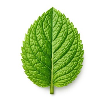 Fresh mint leaf isolated white