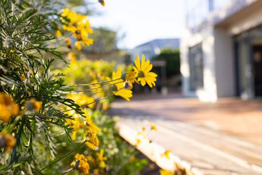 Yellow daisy-like flowers are blooming with green foliage on sunlit walkway, soft blur