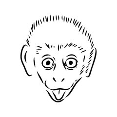 monkey, hand-drawn vector sketch