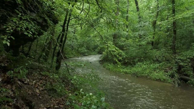 Light Summer Rain Along Glenrock Branch Forest Stream with Authentic Ambient Nature Sound