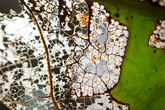 Delicate decayed leaf skeleton with translucent veins and green edge, macro nature texture showing intricate lace like pattern and organic decay